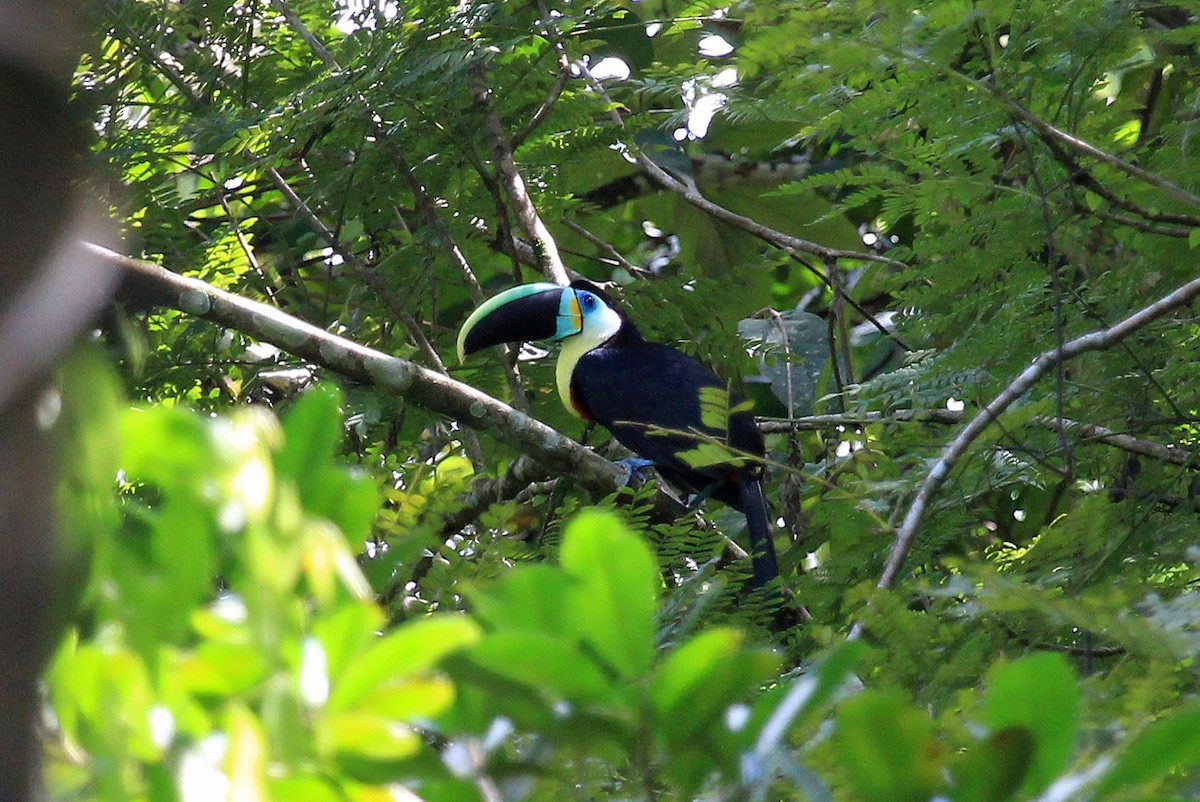 Channel-billed Toucan (Citron-throated) - Phillip Edwards