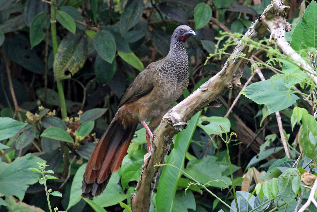 Colombian Chachalaca - Phillip Edwards