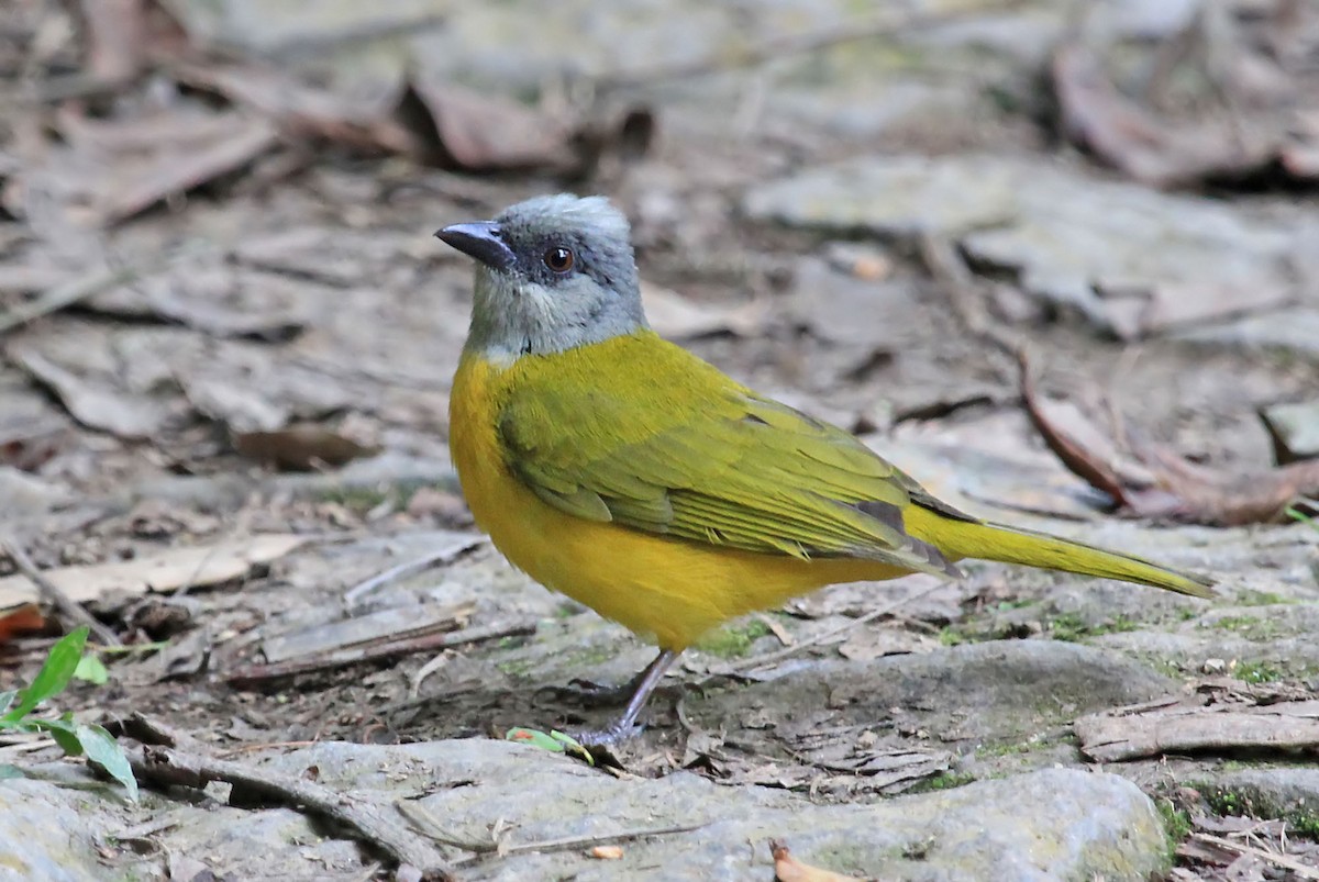 Gray-headed Tanager (Gray-crested) - Phillip Edwards