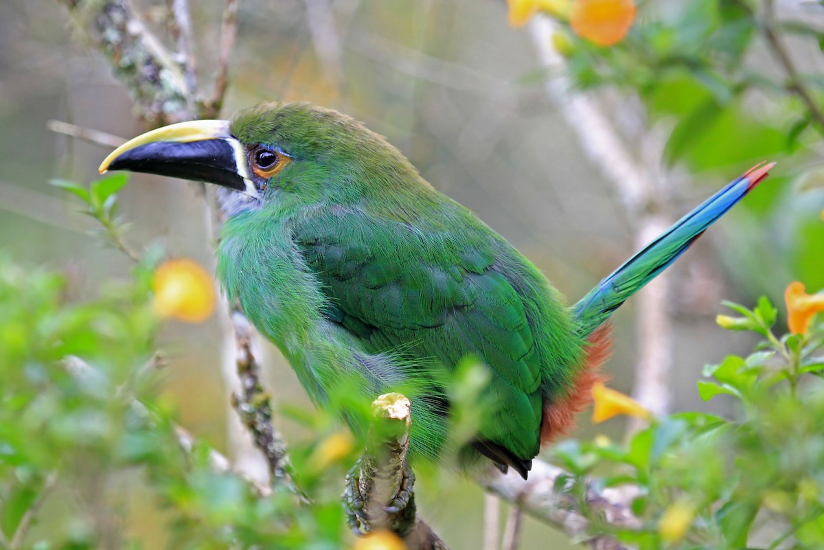 Southern Emerald-Toucanet (Gray-throated) - ML204869031