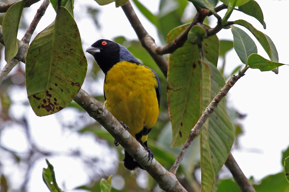 Hooded Mountain Tanager - ML204869061