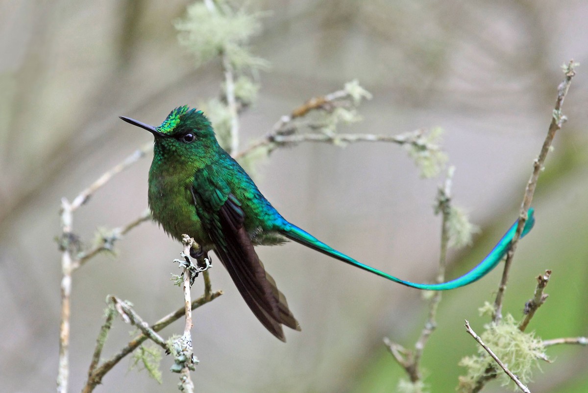 Long-tailed Sylph - ML204869091