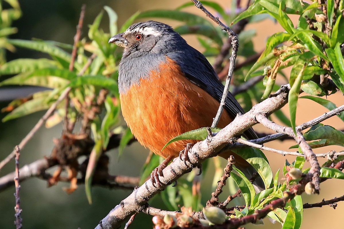 Rufous-bellied Mountain Tanager - ML204869261