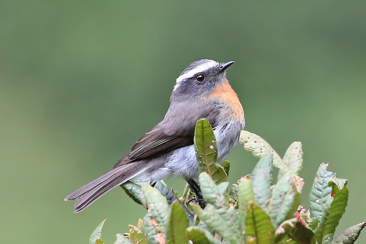 Rufous-breasted Chat-Tyrant - ML204869271