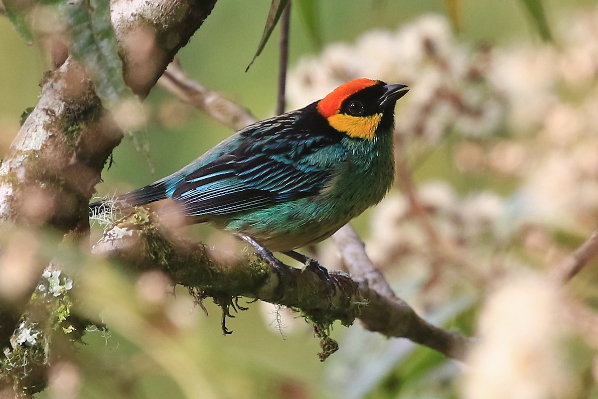 Saffron-crowned Tanager - ML204869291