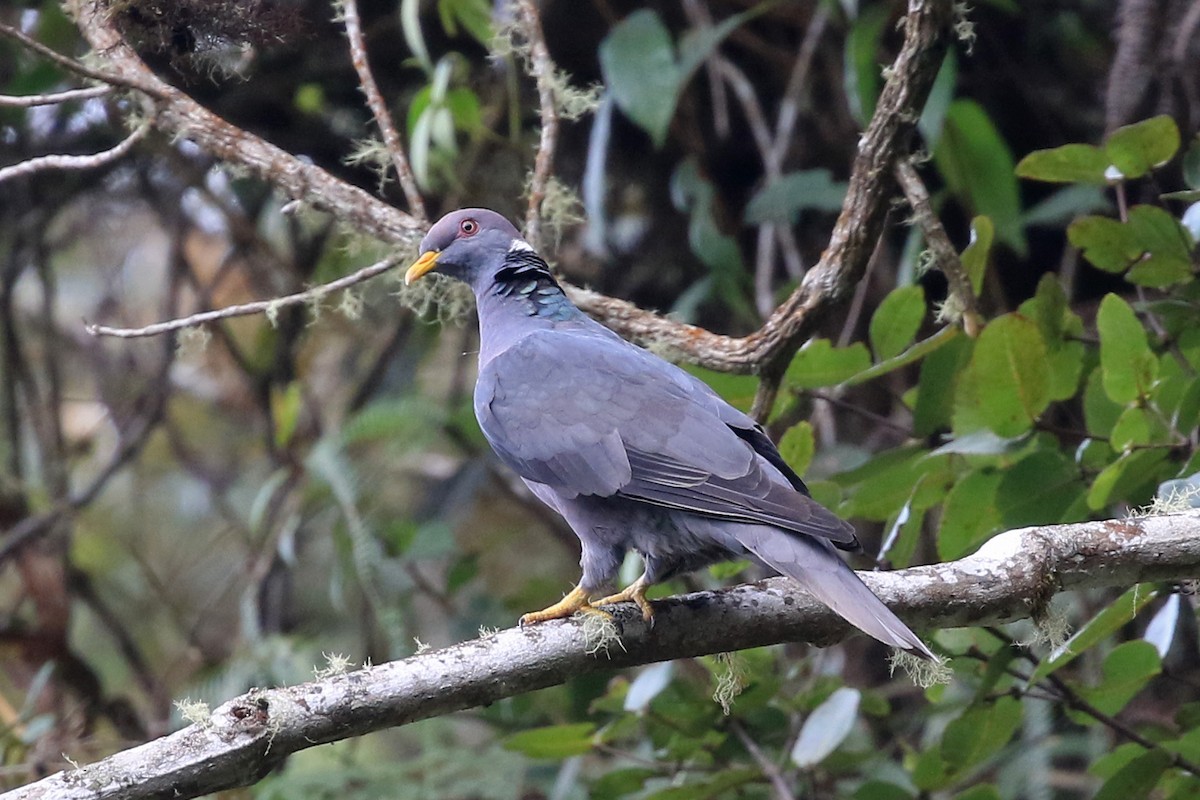 Band-tailed Pigeon (White-necked) - ML204869371