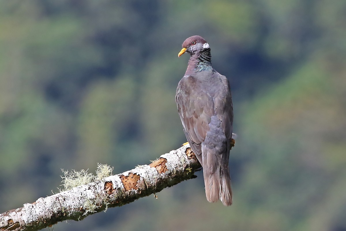 Band-tailed Pigeon (White-necked) - Phillip Edwards