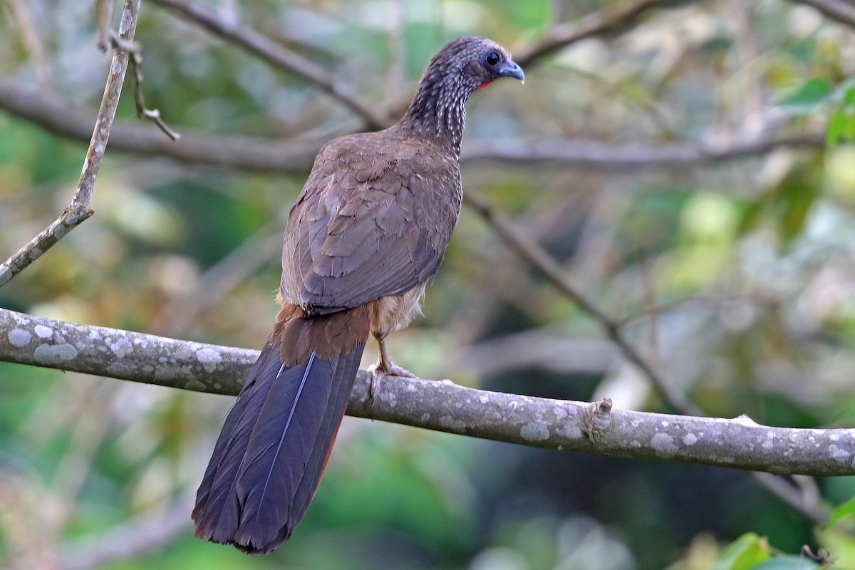 Speckled Chachalaca (Speckled) - ML204869441