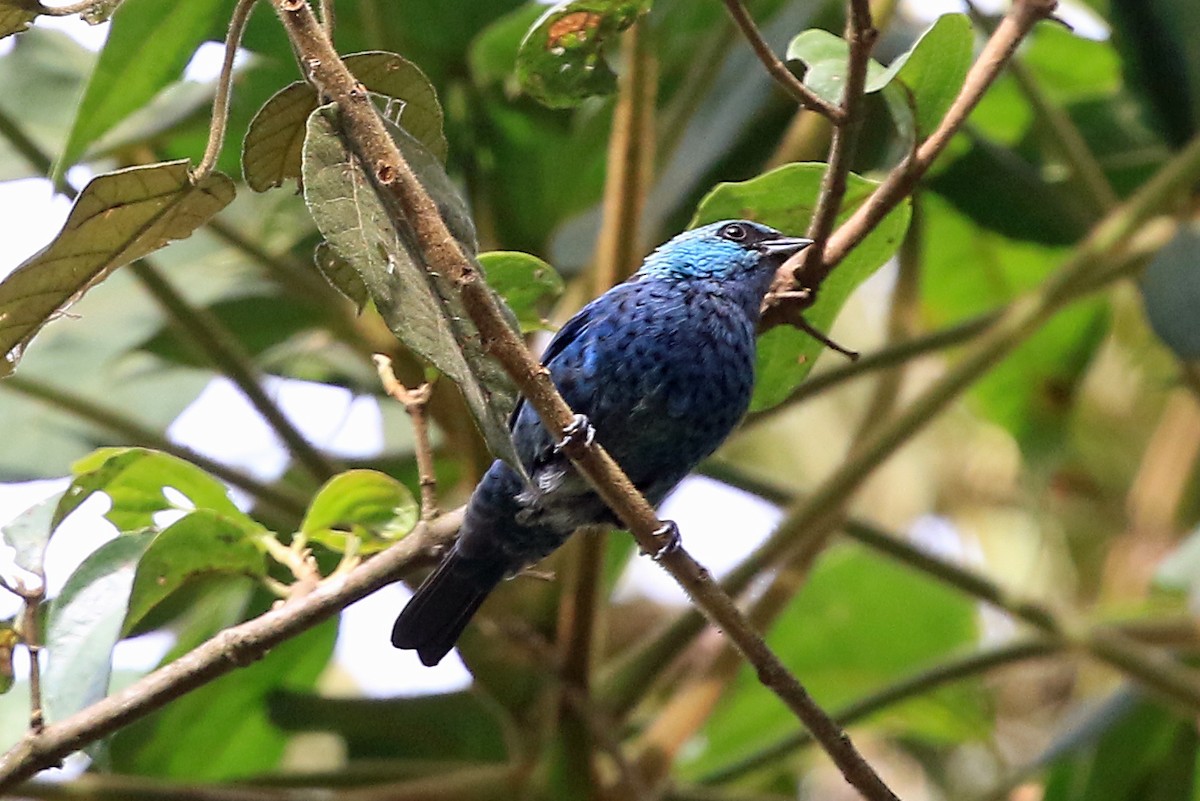 Blue-and-black Tanager (Spot-bellied) - ML204869451
