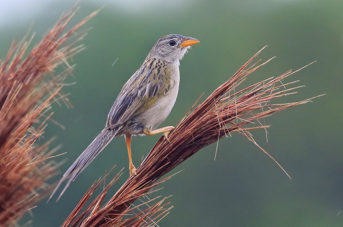 Wedge-tailed Grass-Finch - Phillip Edwards