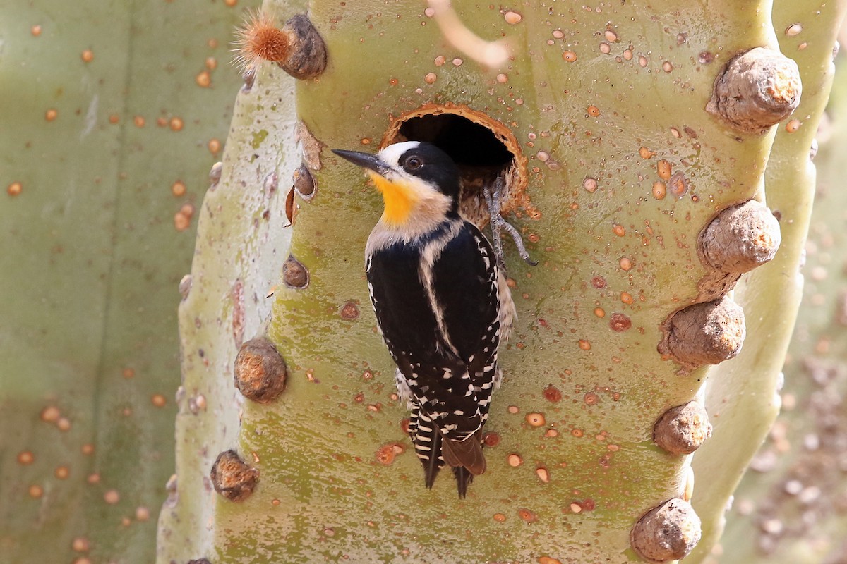 White-fronted Woodpecker - Phillip Edwards