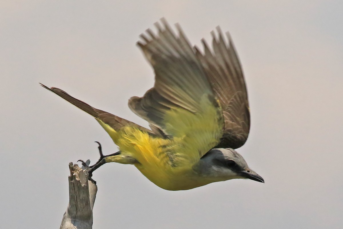 White-throated Kingbird - Phillip Edwards