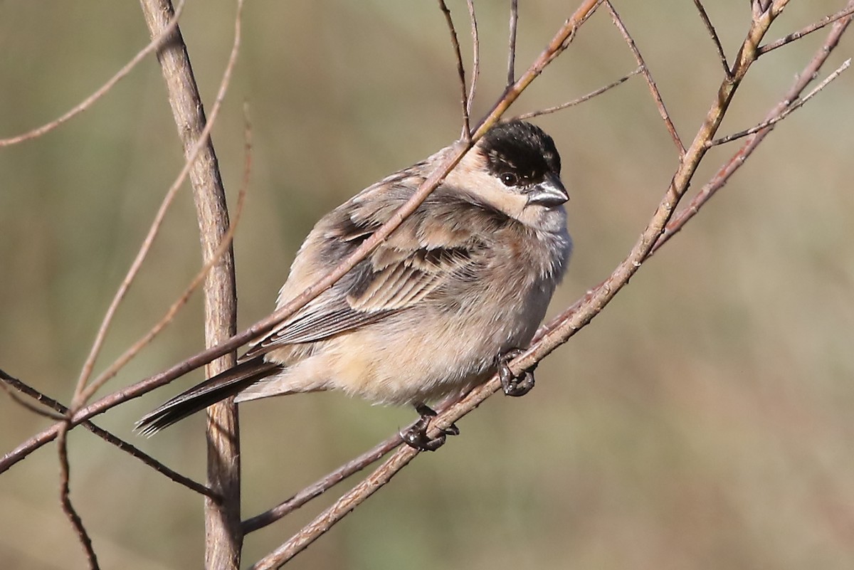 Pearly-bellied Seedeater - ML204869971