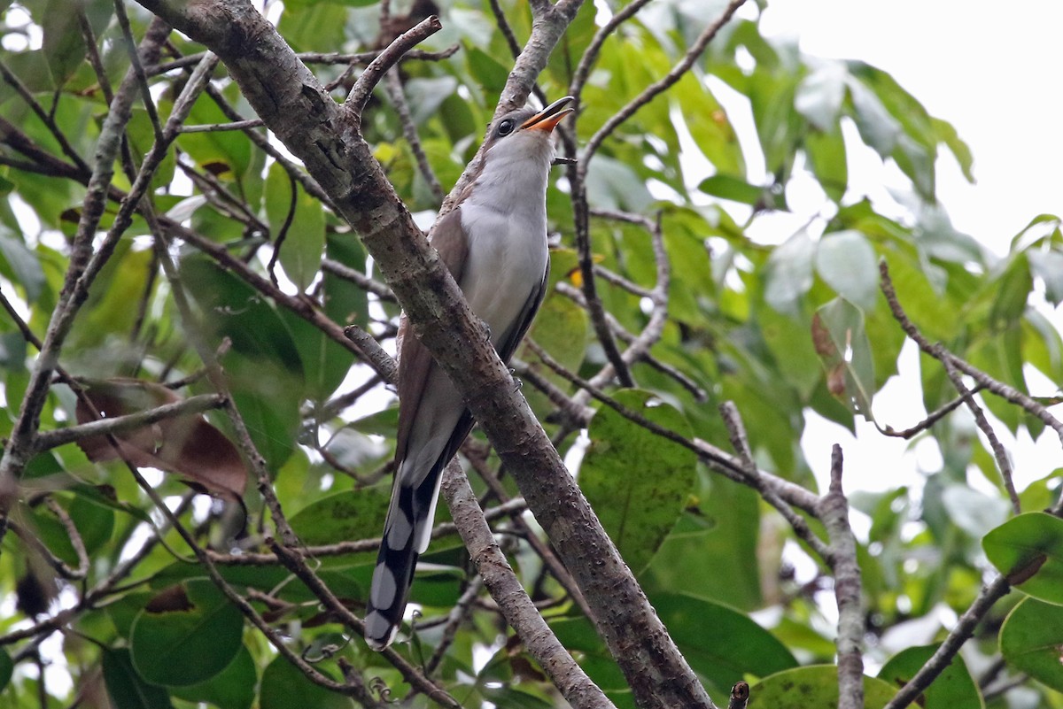 Pearly-breasted Cuckoo - ML204869981