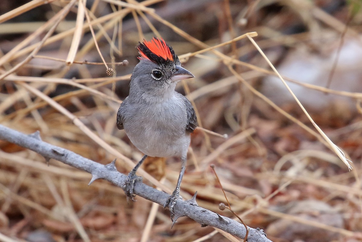 Pileated Finch - Phillip Edwards