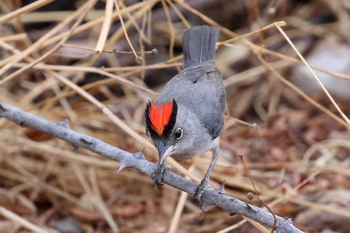 Pileated Finch - ML204870031