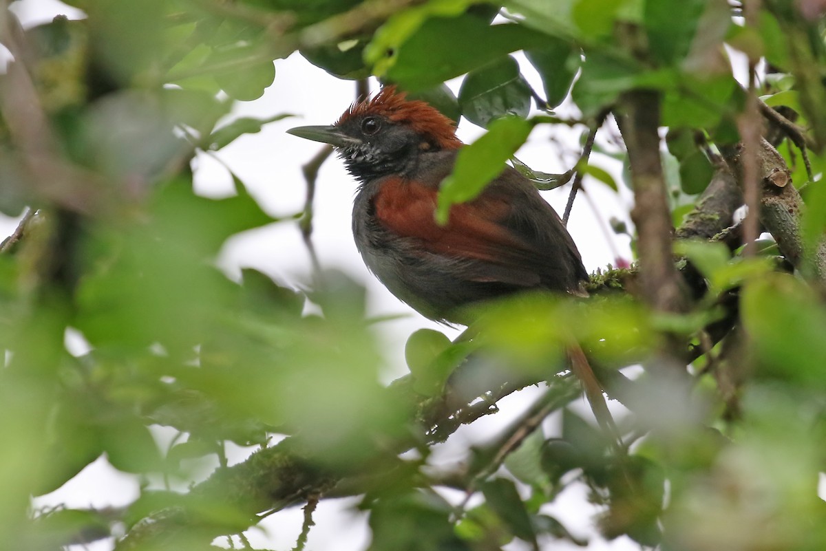 Pinto's Spinetail - Phillip Edwards
