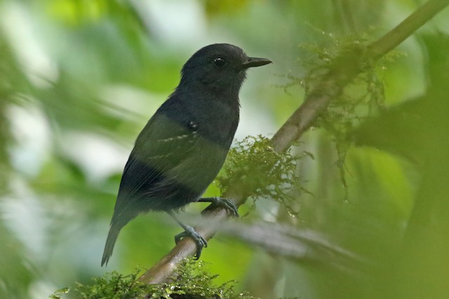 choquinha-chumbo (Dysithamnus plumbeus)