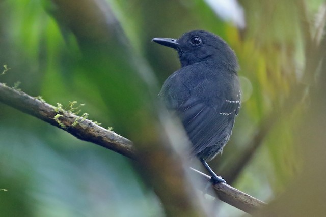 choquinha-chumbo (Dysithamnus plumbeus)