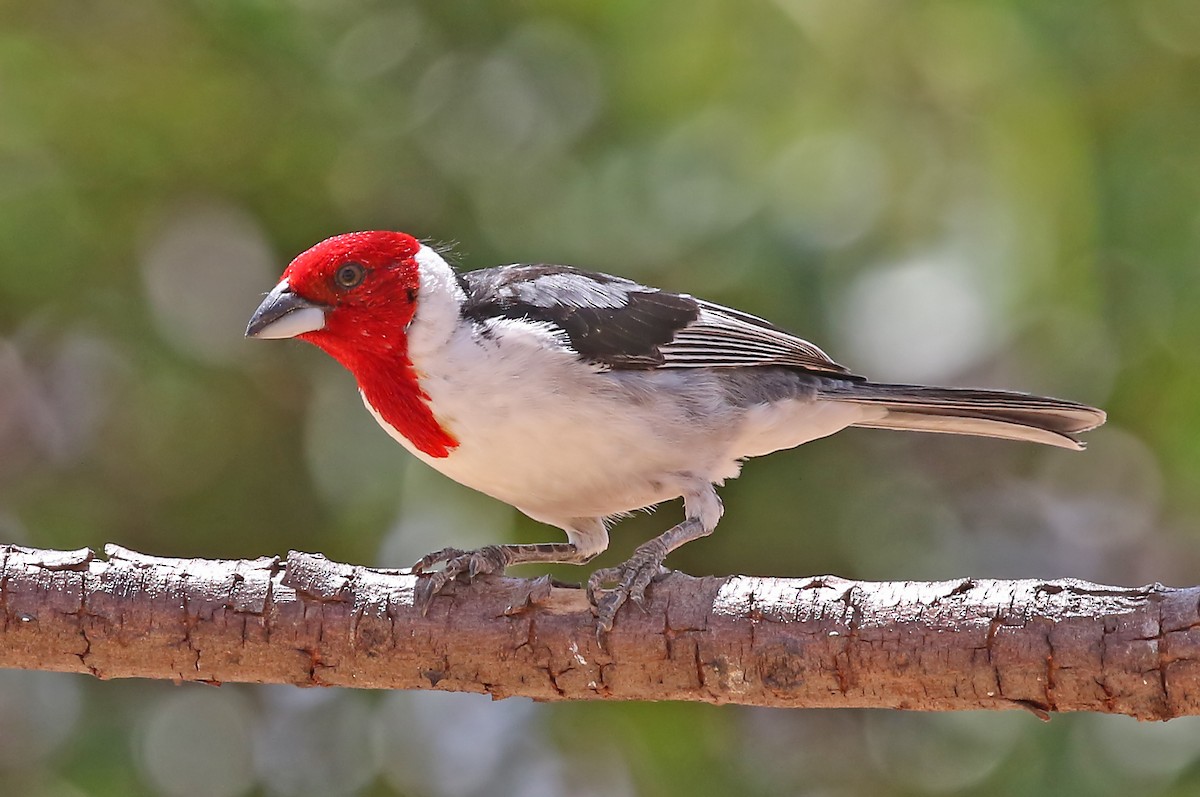 Red-cowled Cardinal - ML204870281