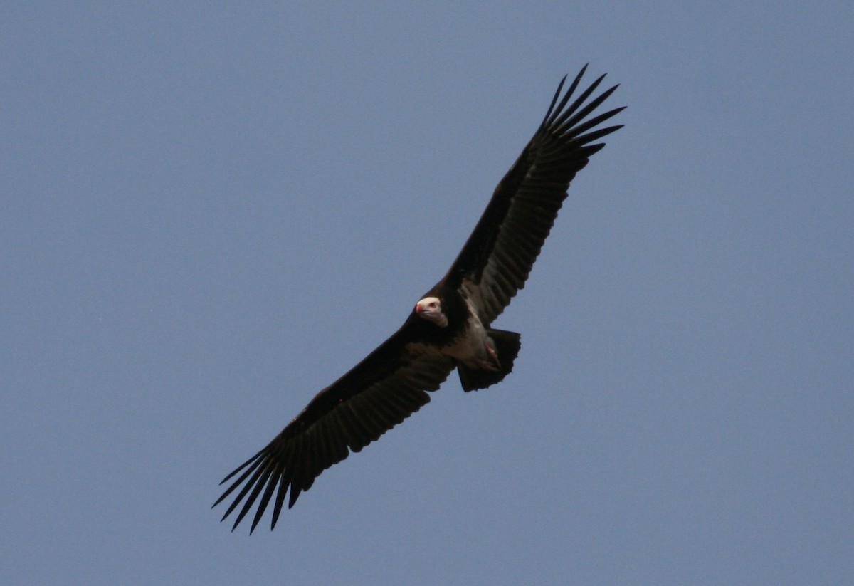 White-headed Vulture - ML204870791