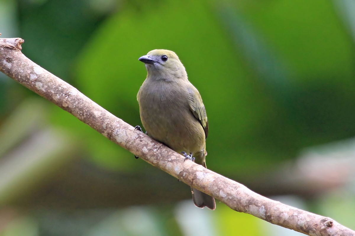 Palm Tanager - Phillip Edwards