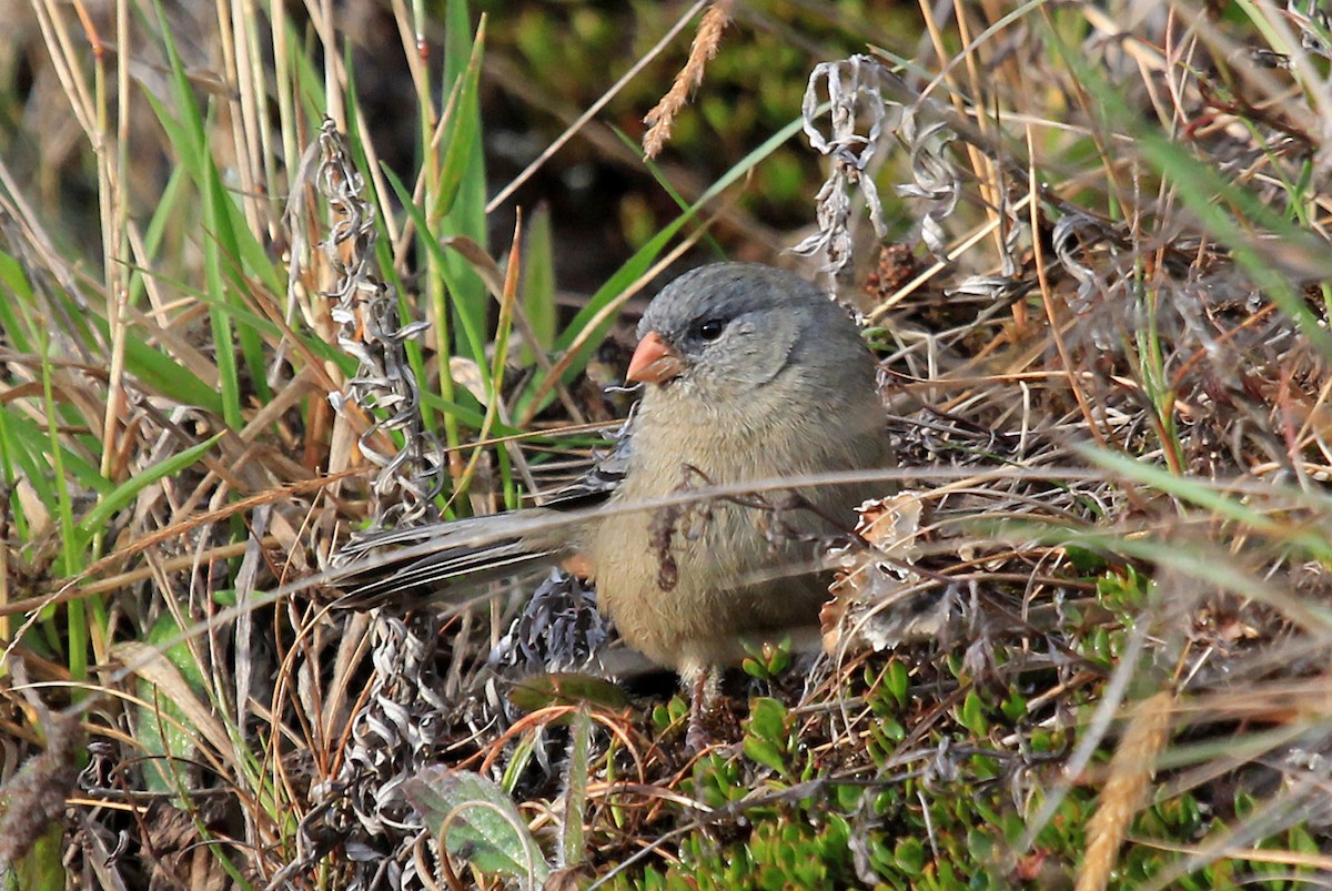 Plain-colored Seedeater - ML204871061