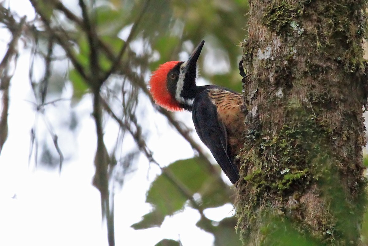 Powerful Woodpecker - Phillip Edwards