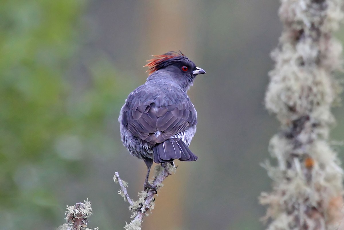 Red-crested Cotinga - Phillip Edwards