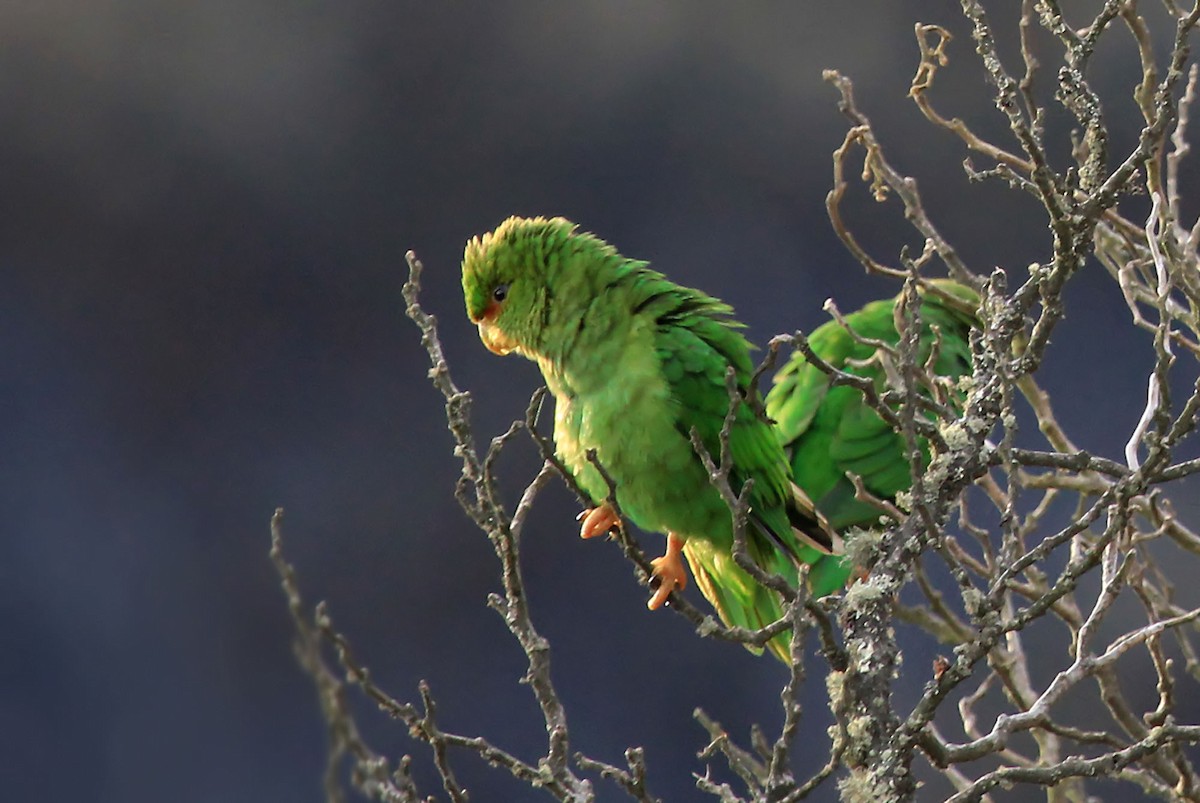 Rufous-fronted Parakeet - Phillip Edwards
