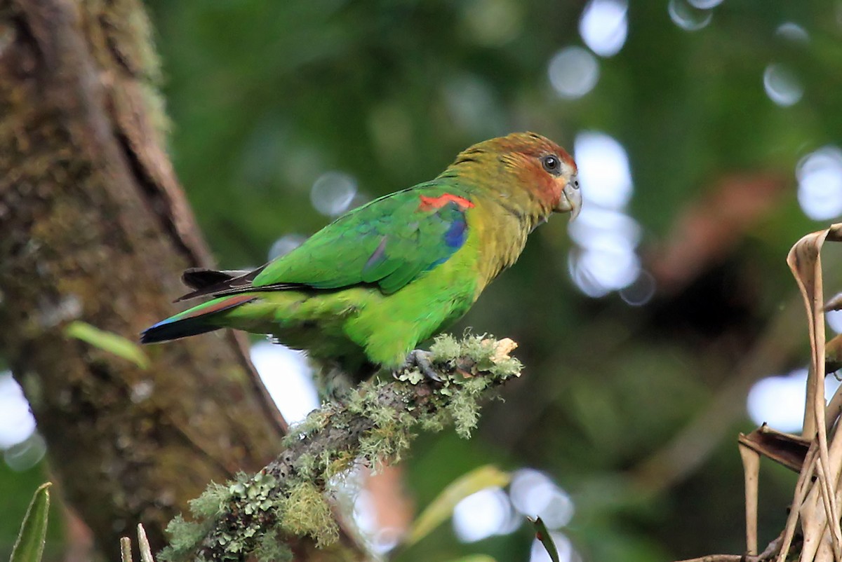 Rusty-faced Parrot - ML204871321