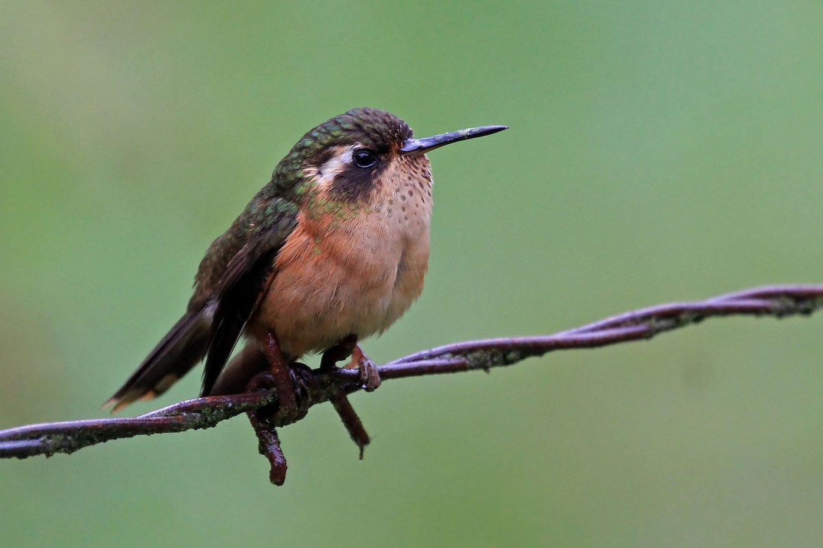 Speckled Hummingbird (melanogenys Group) - Phillip Edwards