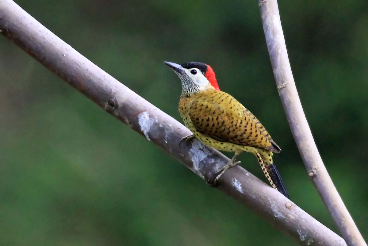 Spot-breasted Woodpecker - ML204871481