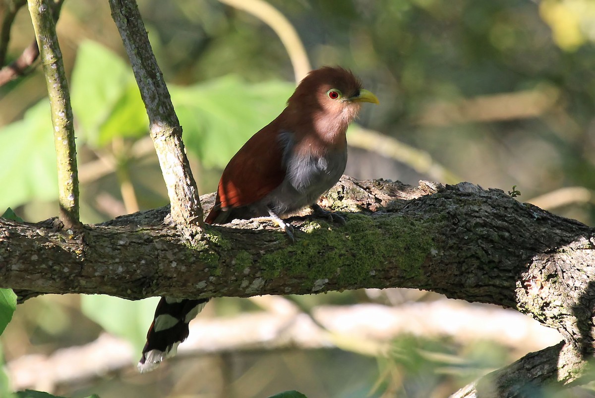 Squirrel Cuckoo (Amazonian) - ML204871491