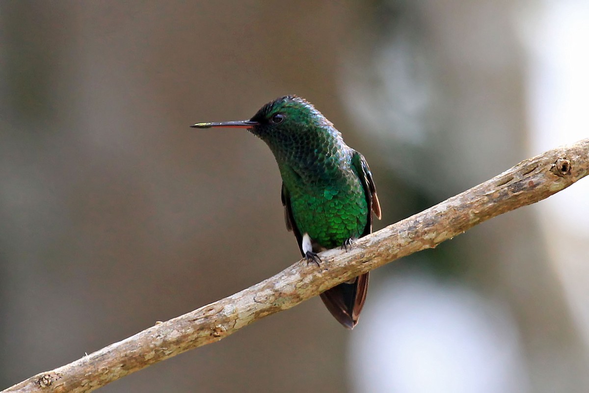 Steely-vented Hummingbird - Phillip Edwards