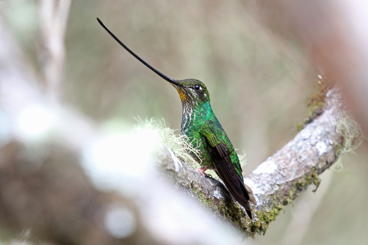 Sword-billed Hummingbird - Phillip Edwards