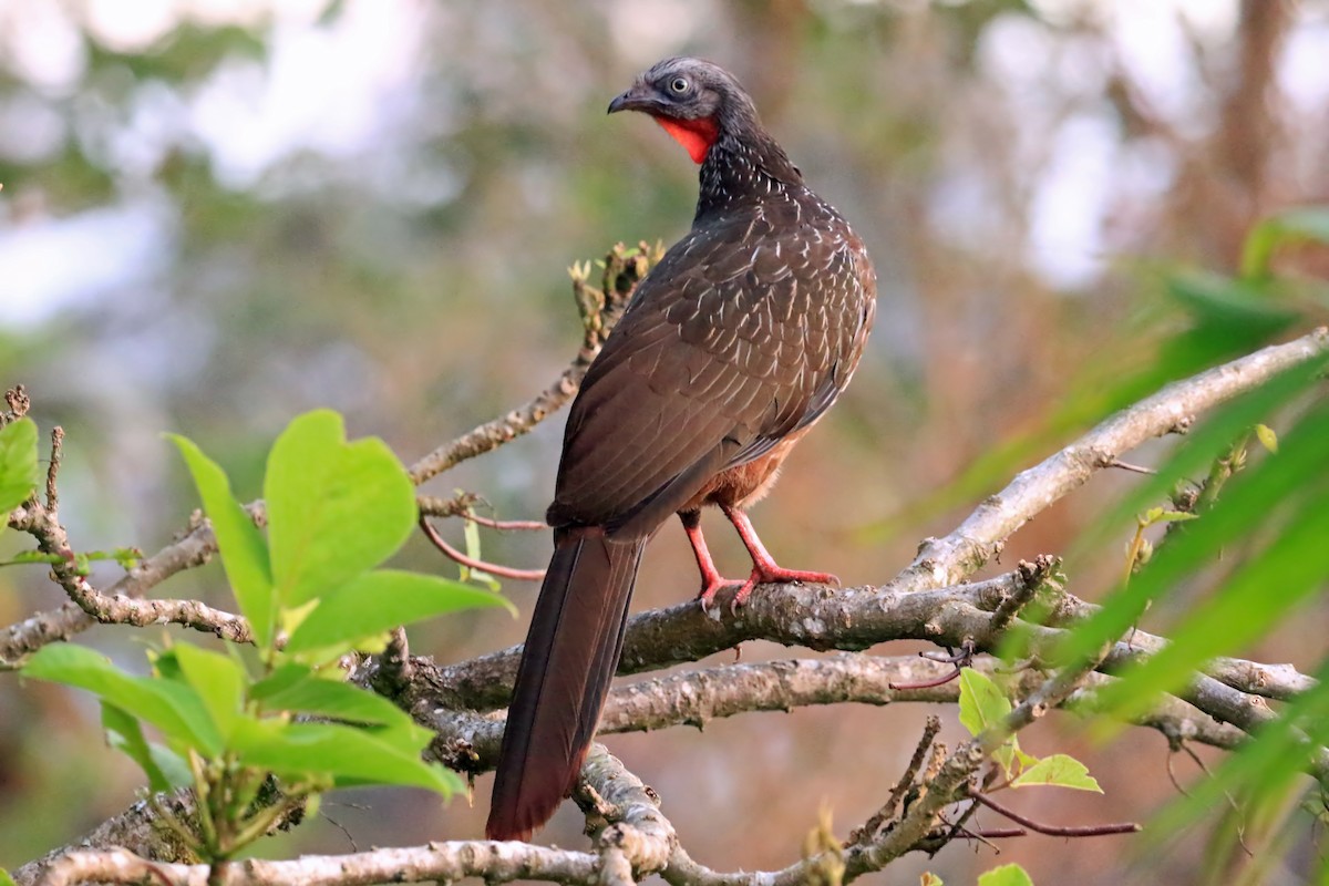 Band-tailed Guan - Phillip Edwards
