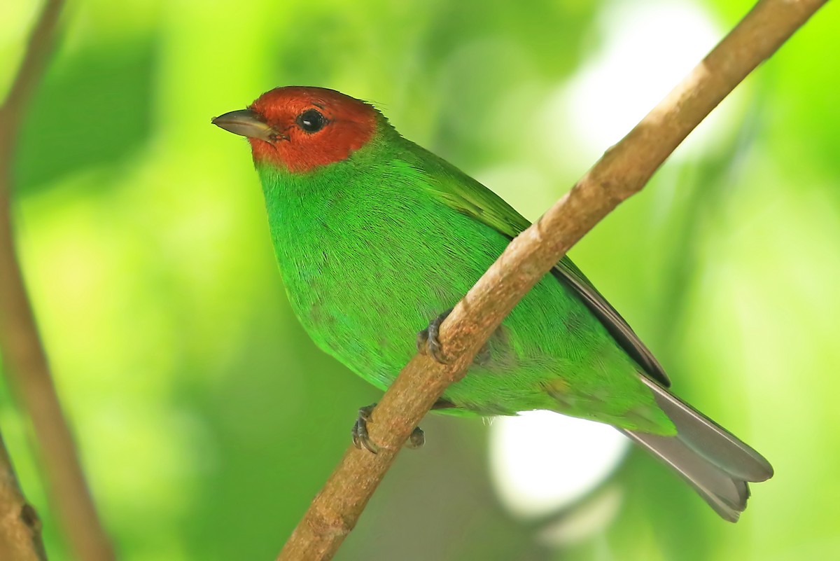 Bay-headed Tanager (Bay-and-green) - Phillip Edwards