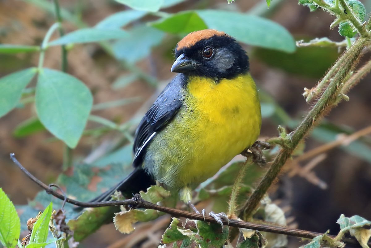 Yellow-breasted Brushfinch (nigrifrons) - Phillip Edwards
