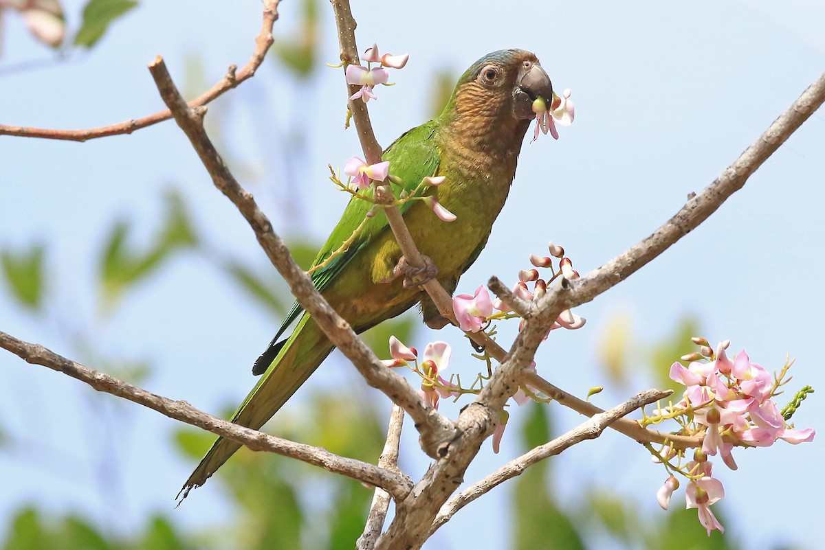 Brown-throated Parakeet - Phillip Edwards