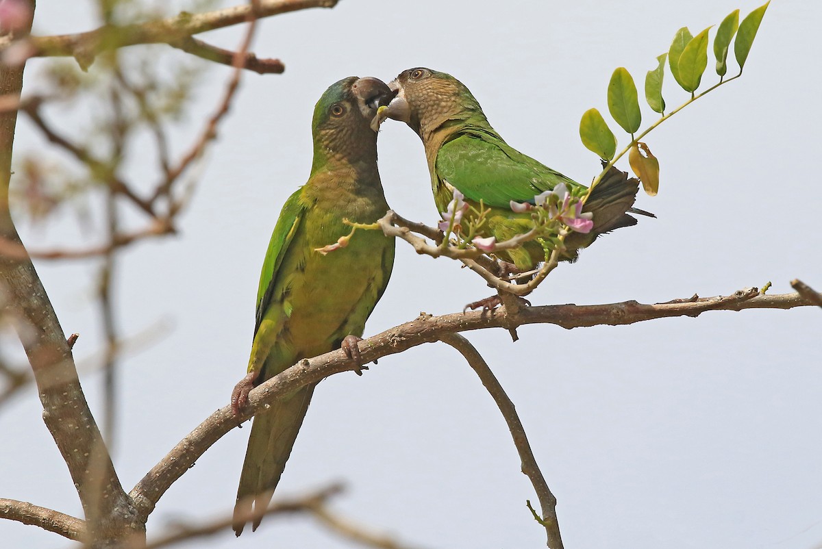 Brown-throated Parakeet - ML204872011