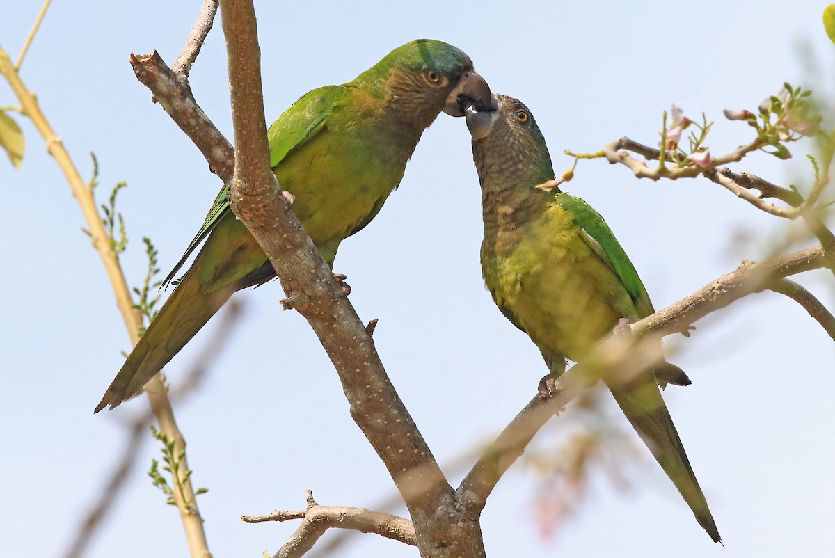 Brown-throated Parakeet - ML204872021