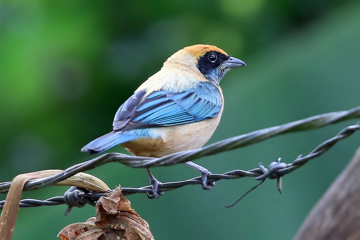 Burnished-buff Tanager (Rufous-crowned) - Phillip Edwards