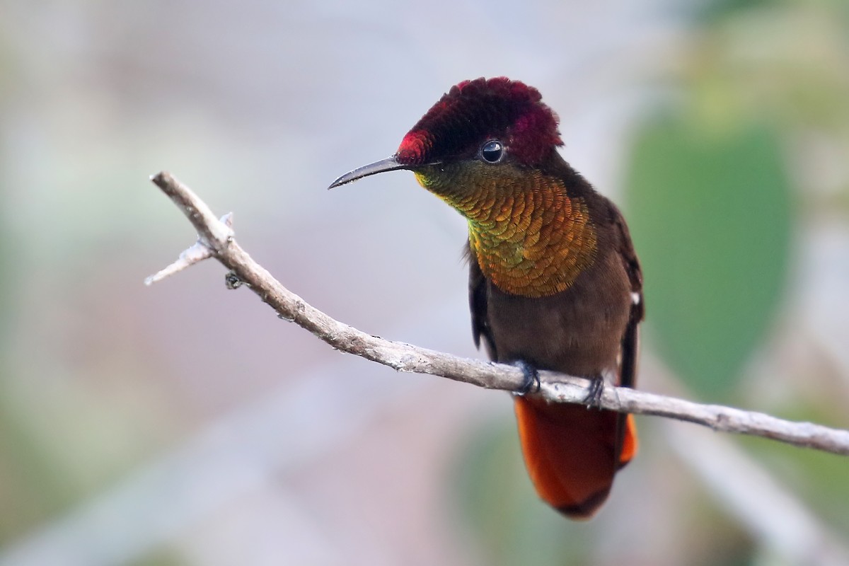 Ruby-topaz Hummingbird - Phillip Edwards