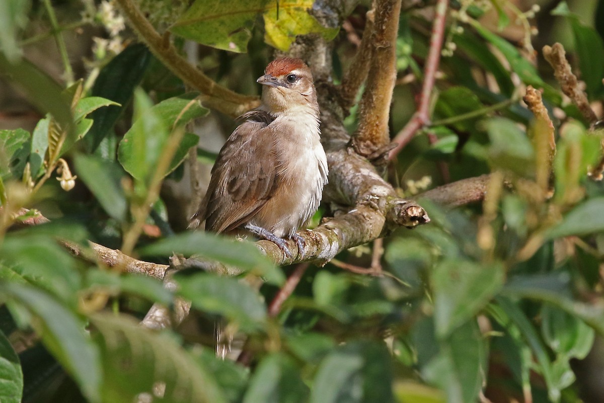 Rufous-fronted Thornbird (Rufous-fronted) - ML204872371