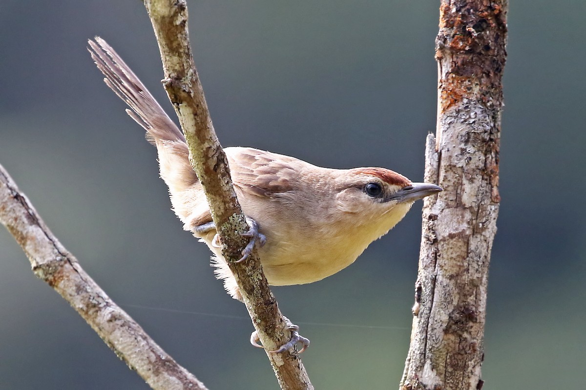 Rufous-fronted Thornbird (Rufous-fronted) - Phillip Edwards