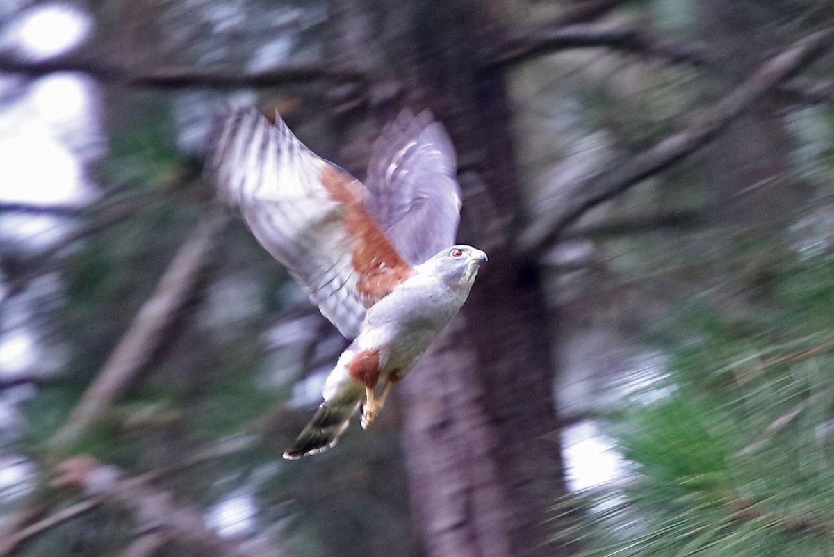 Rufous-thighed Kite - Phillip Edwards