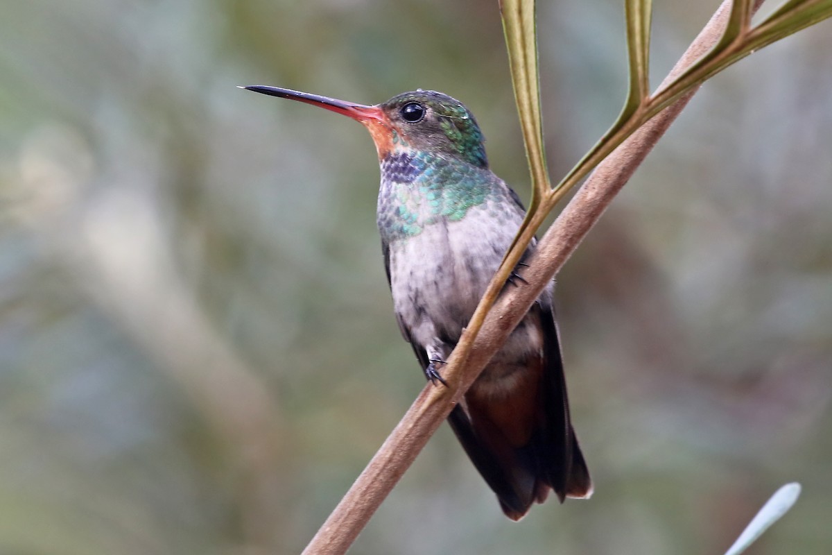 kolibřík savanový - ML204872451
