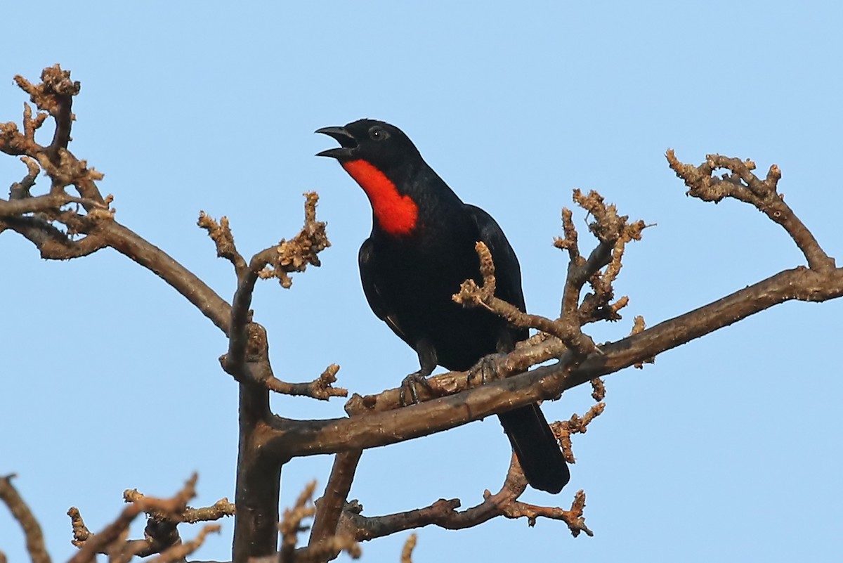 Scarlet-throated Tanager - ML204872641