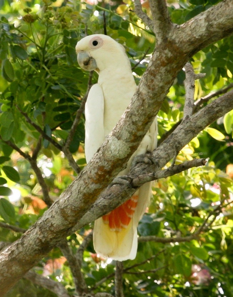 Philippine Cockatoo - Luis Mario Arce